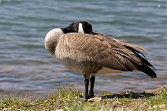 Canada Goose