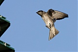 Purple Martin