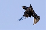 Purple Martin