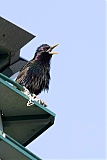 European Starling