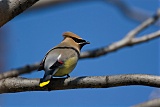 Cedar Waxwingborder=