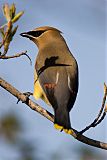 Cedar Waxwing