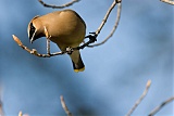 Cedar Waxwingborder=