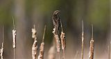 Red-winged Blackbirdborder=