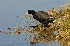 American Coot