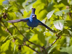 Indigo Bunting