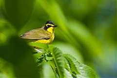 Kentucky Warbler