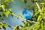 Indigo Bunting