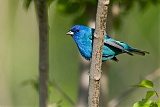 Indigo Bunting