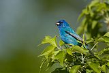 Indigo Bunting