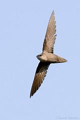 Chimney Swift