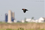 Red-winged Blackbird in flight