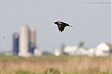 Red-winged Blackbirdborder=