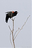 Red-winged Blackbirdborder=