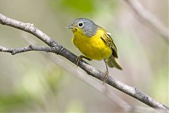 Nashville Warbler