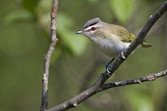 Red-eyed Vireo