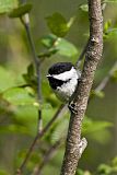 Black-capped Chickadeeborder=