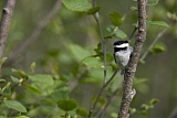 Black-capped Chickadeeborder=