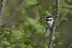 Black-capped Chickadee