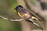 American Redstart