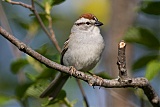 Chipping Sparrowborder=