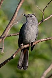 Gray Catbirdborder=