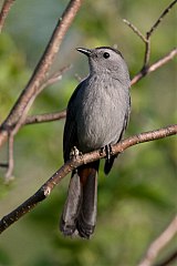 Gray Catbird