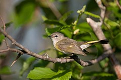 American Redstart