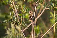 Alder Flycatcher