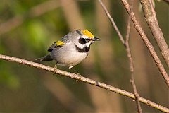 Golden-winged Warbler