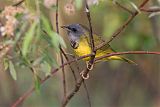 Mourning Warbler