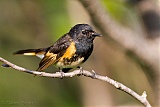 American Redstart (male)