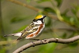 Chestnut-sided Warbler (male)