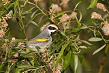 Golden-winged Warbler (male)