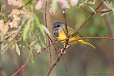 Mourning Warbler (male)