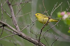 Yellow Warbler