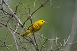 Yellow Warbler