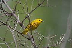 Yellow Warbler