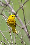 Yellow Warbler