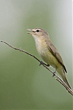 Warbling Vireo