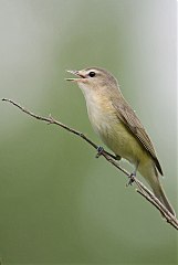 Warbling Vireo