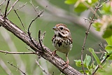 Song Sparrow