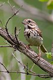 Song Sparrow