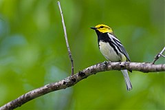 Black-throated Green Warbler