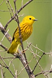 Yellow Warbler (male)