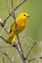 Yellow Warbler