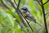 Yellow-rumped Warblerborder=