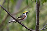 Chestnut-sided Warblerborder=