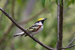 Chestnut-sided Warbler