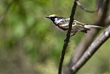 Chestnut-sided Warblerborder=